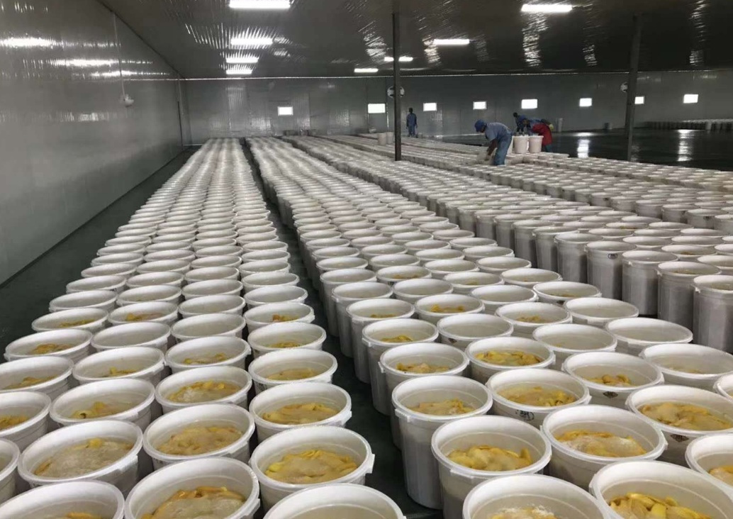 芒果不耐存儲，芒果烘干機解煩憂！