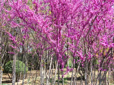 扮靚廠區(qū)美化環(huán)境我公司企業(yè)形象建設(shè)扎實推進(jìn)